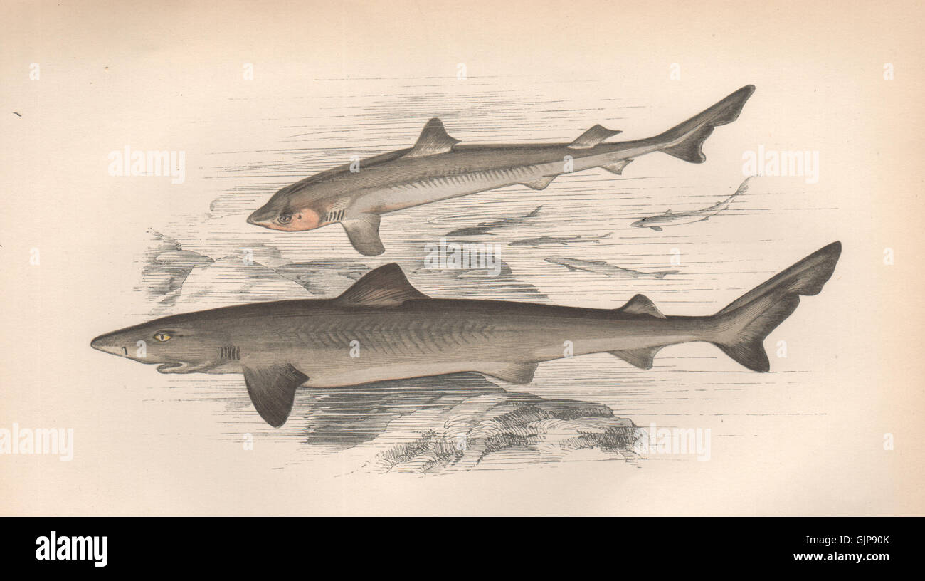 Requin de l'école. Galeorhinus galeus, tope/toper/appelé/requin vivaneau. Table, 1862 Banque D'Images