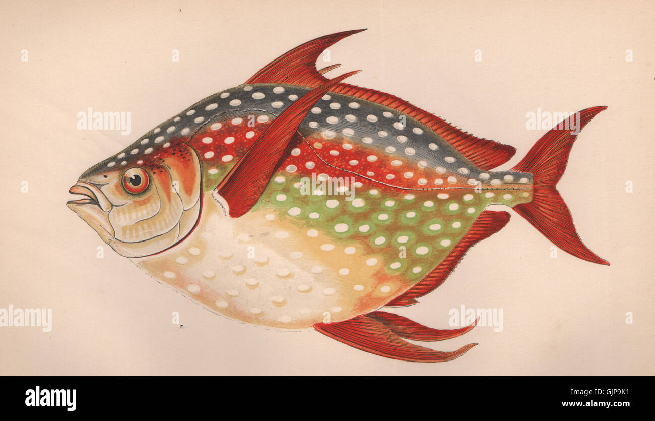 Des dieux. Moonfish Lampris guttatus, redfin, pan océan,Jérusalem l'aiglefin. 1862 LA TABLE Banque D'Images