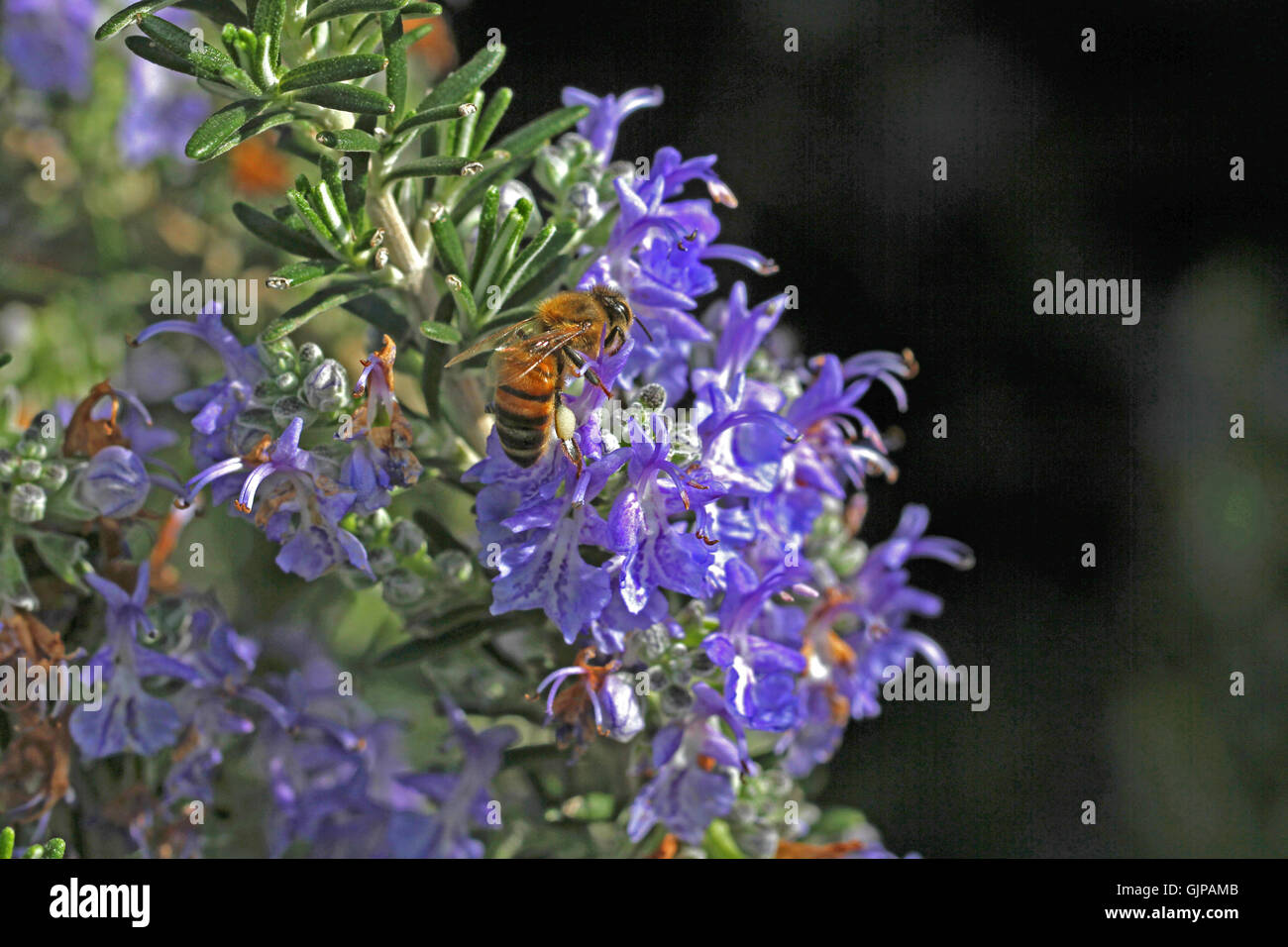 La collecte du pollen d'abeille miel de romarin prostré sur Apis mellifera bush rosmarinus montrant clairement pollen blanc sac par Ruth Swan Banque D'Images