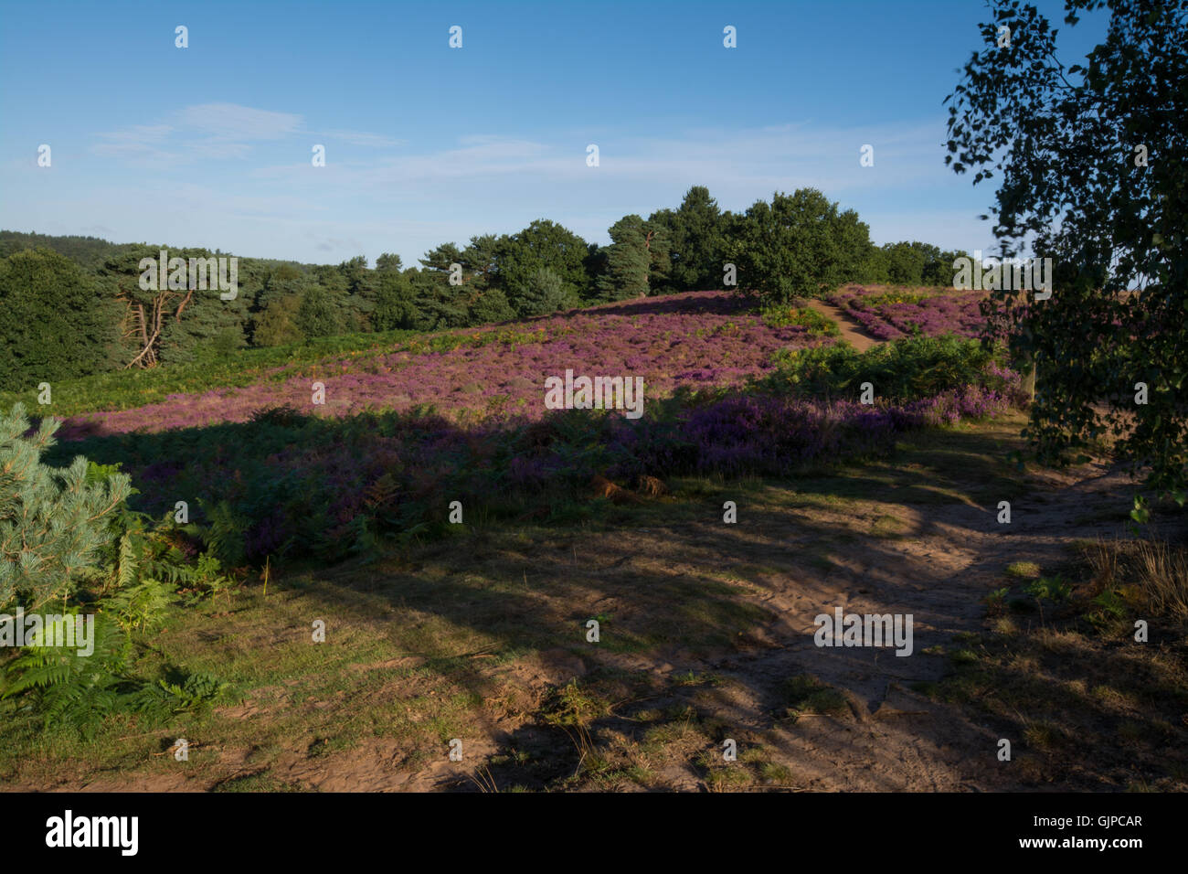 Paysage tôt le matin sur des collines couvertes de bruyères à Puttenham Common dans le Surrey, Angleterre, Royaume-Uni Banque D'Images