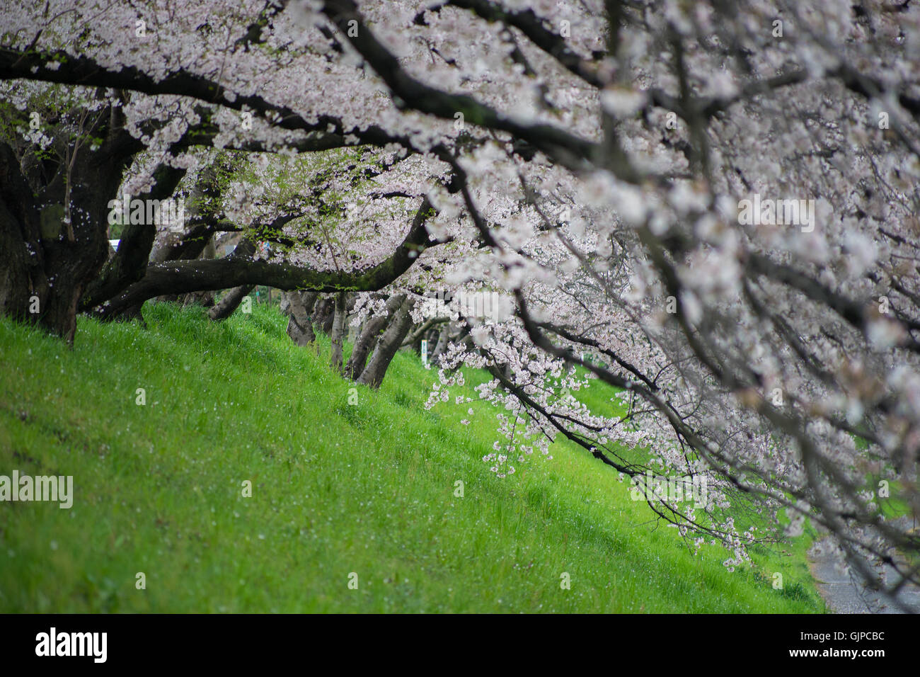 Close up fleur de cerisier (Sakura), Japon. Banque D'Images