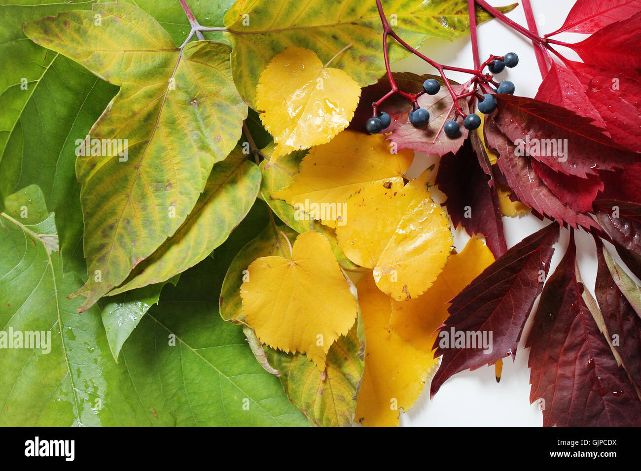 Arrière-plan coloré de feuilles mortes Banque D'Images