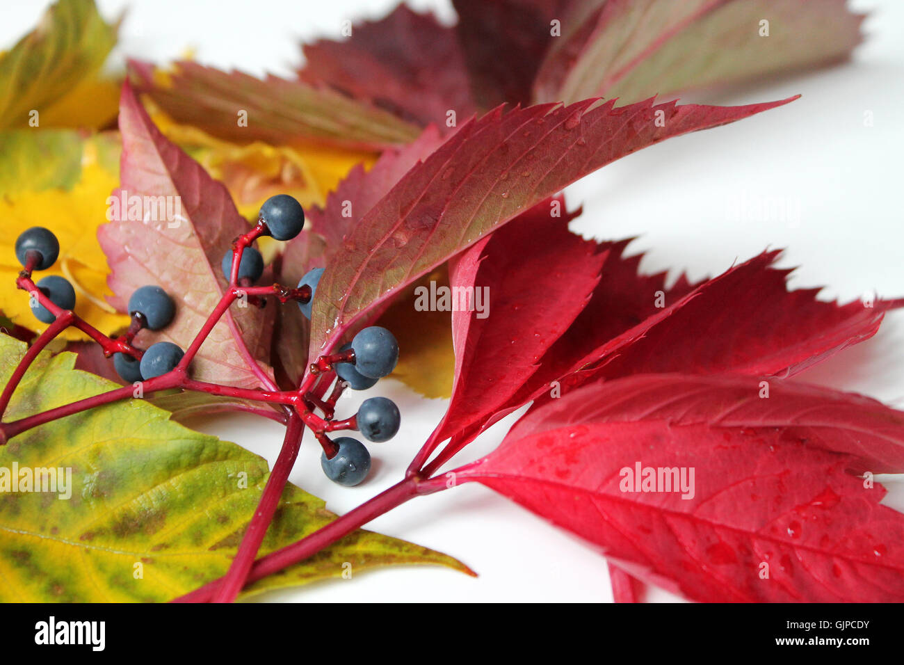 Arrière-plan coloré de feuilles mortes Banque D'Images