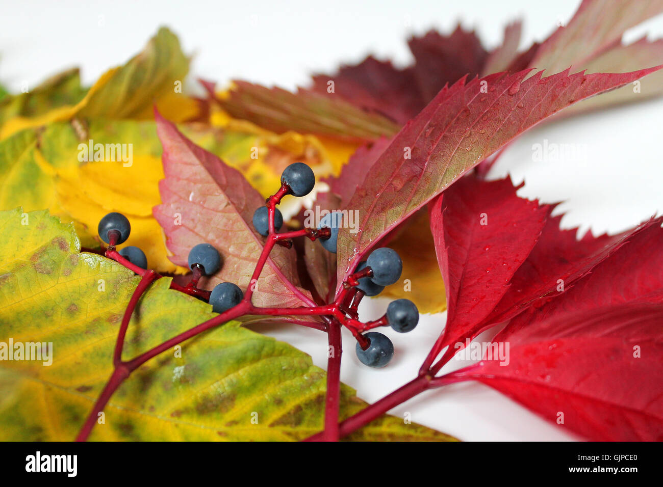 Arrière-plan coloré de feuilles mortes Banque D'Images