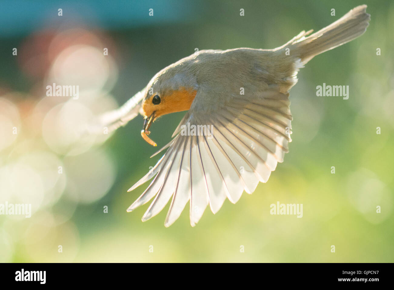 Robin européenne - Erithacus rubecula aux abords - voler avec le ver de farine dans la bouche Banque D'Images