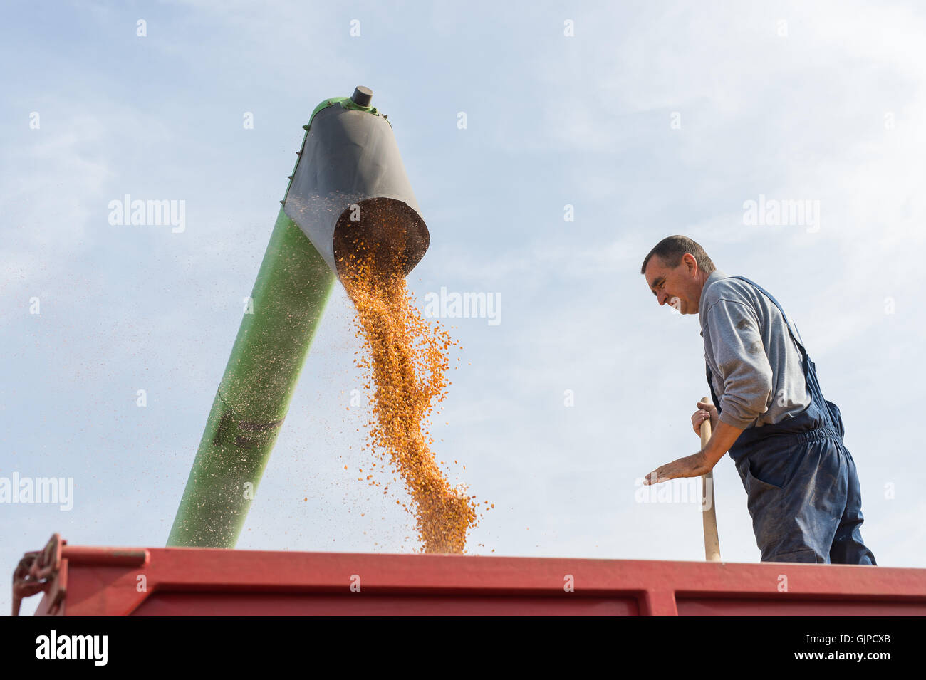 La récolte de maïs sur une terre agricole Banque D'Images