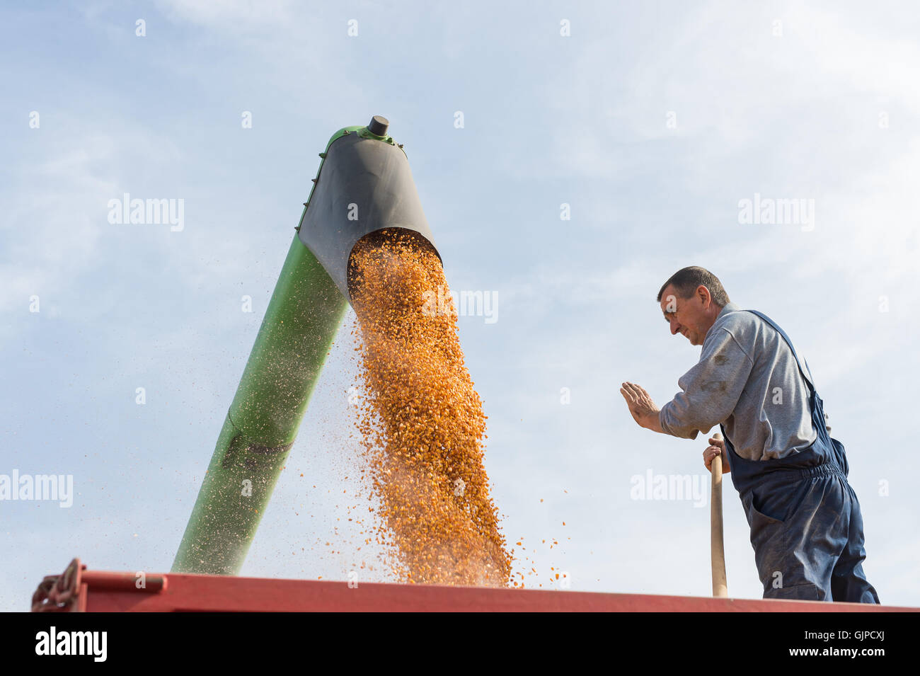 La récolte de maïs sur une terre agricole Banque D'Images