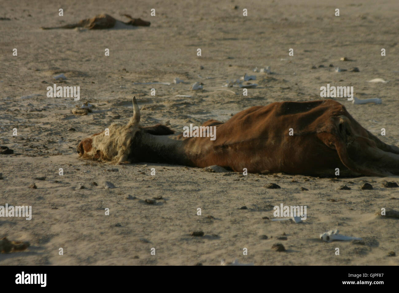 Une vache morte dans le désert couvert de sable Banque D'Images