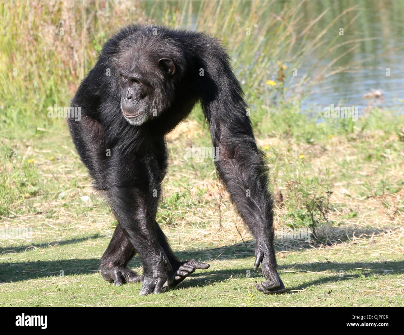 Les mâles matures chimpanzé (Pan troglodytes) à marcher vers l'appareil photo Banque D'Images