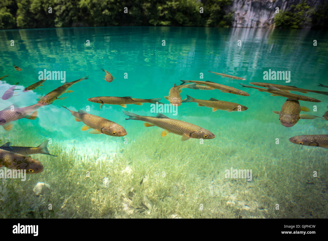 Un haut-fond de hacher (Squalius cephalus) à la surface de la rivière Korana (le parc national des Lacs de Plitvice - Croatie). L'eau bleu. Banque D'Images