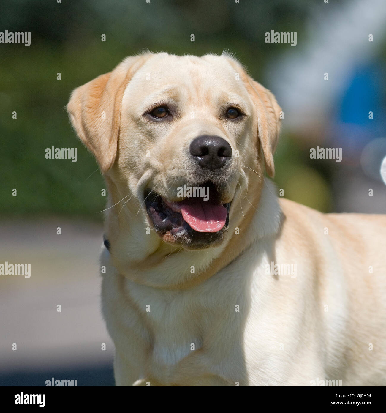 Labrador Retriever jaune Banque D'Images