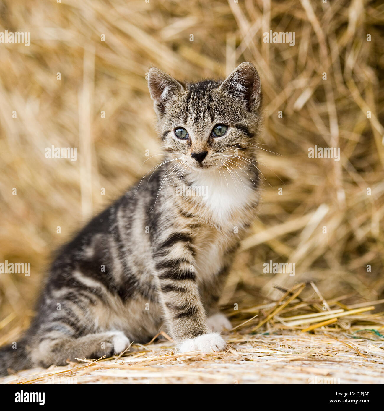 chat, chaton Banque D'Images