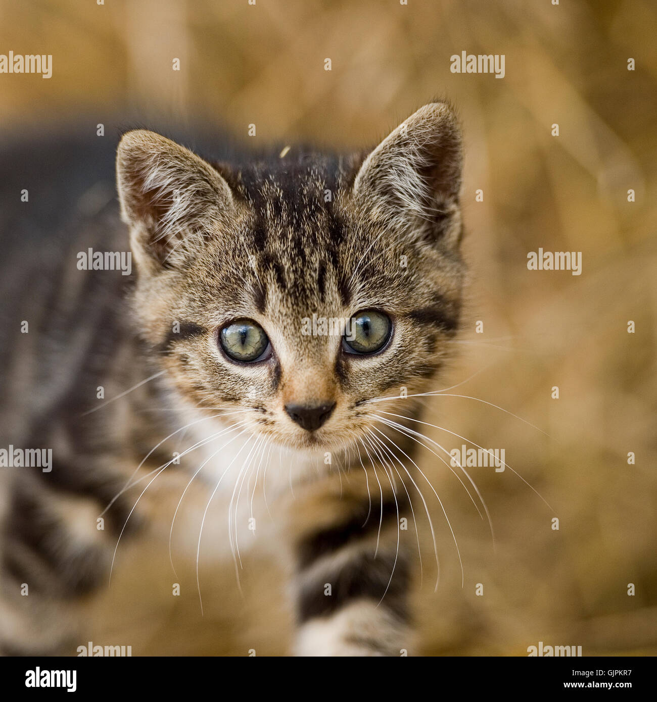 Tabby kitten Banque D'Images