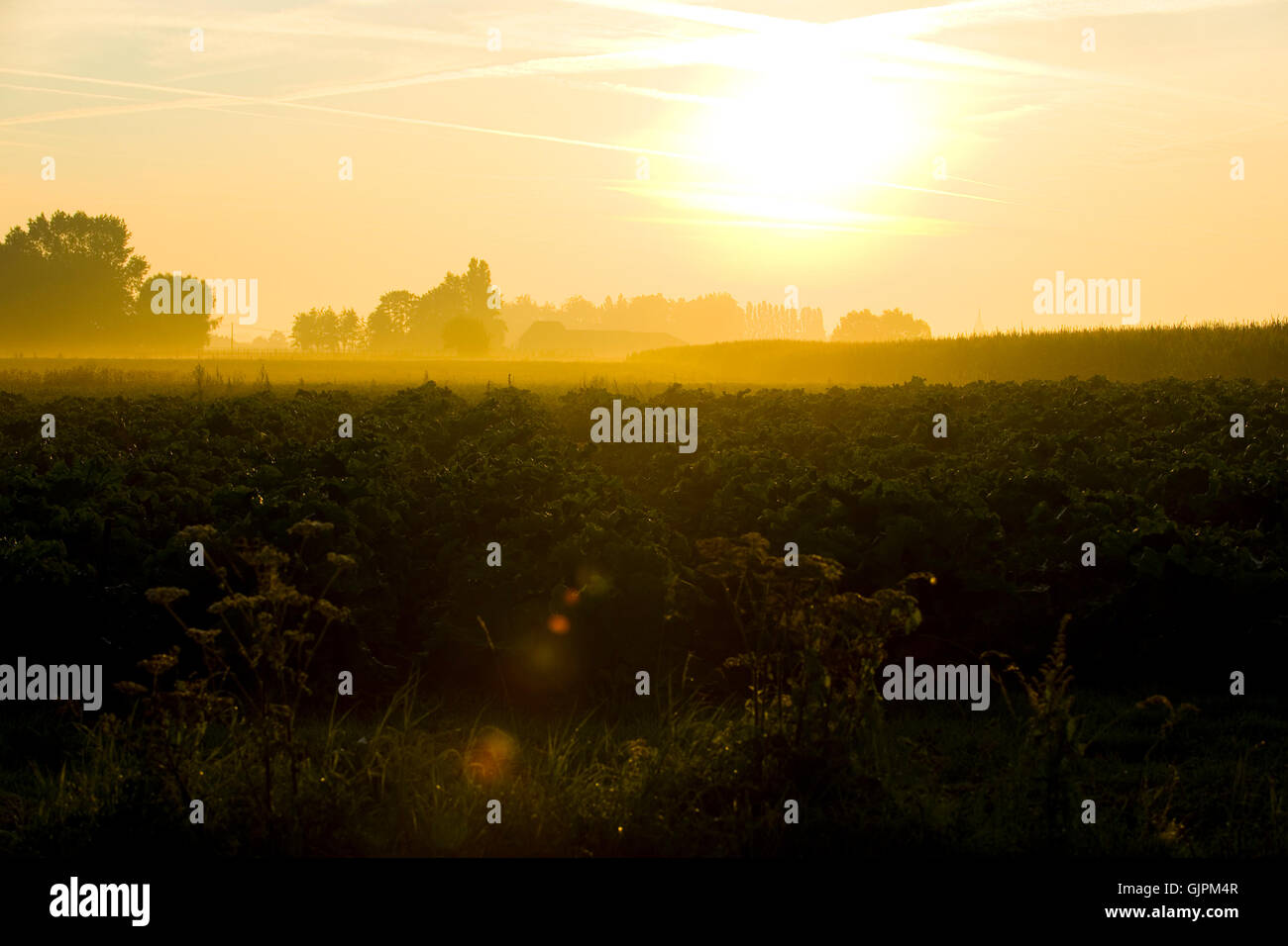 Le lever du soleil sur la Flandre Banque D'Images