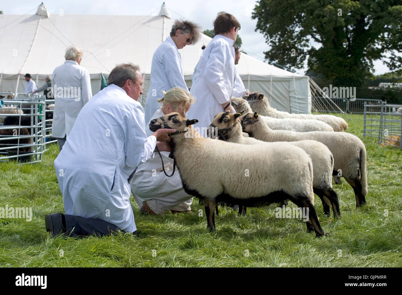 spectacle de moutons Banque D'Images