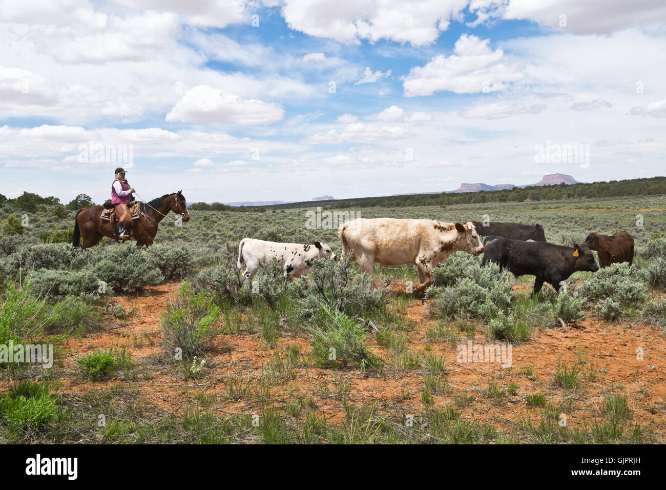 American Cowboy avec des vaches dans l'Utah, l'Amérique du Nord Banque D'Images