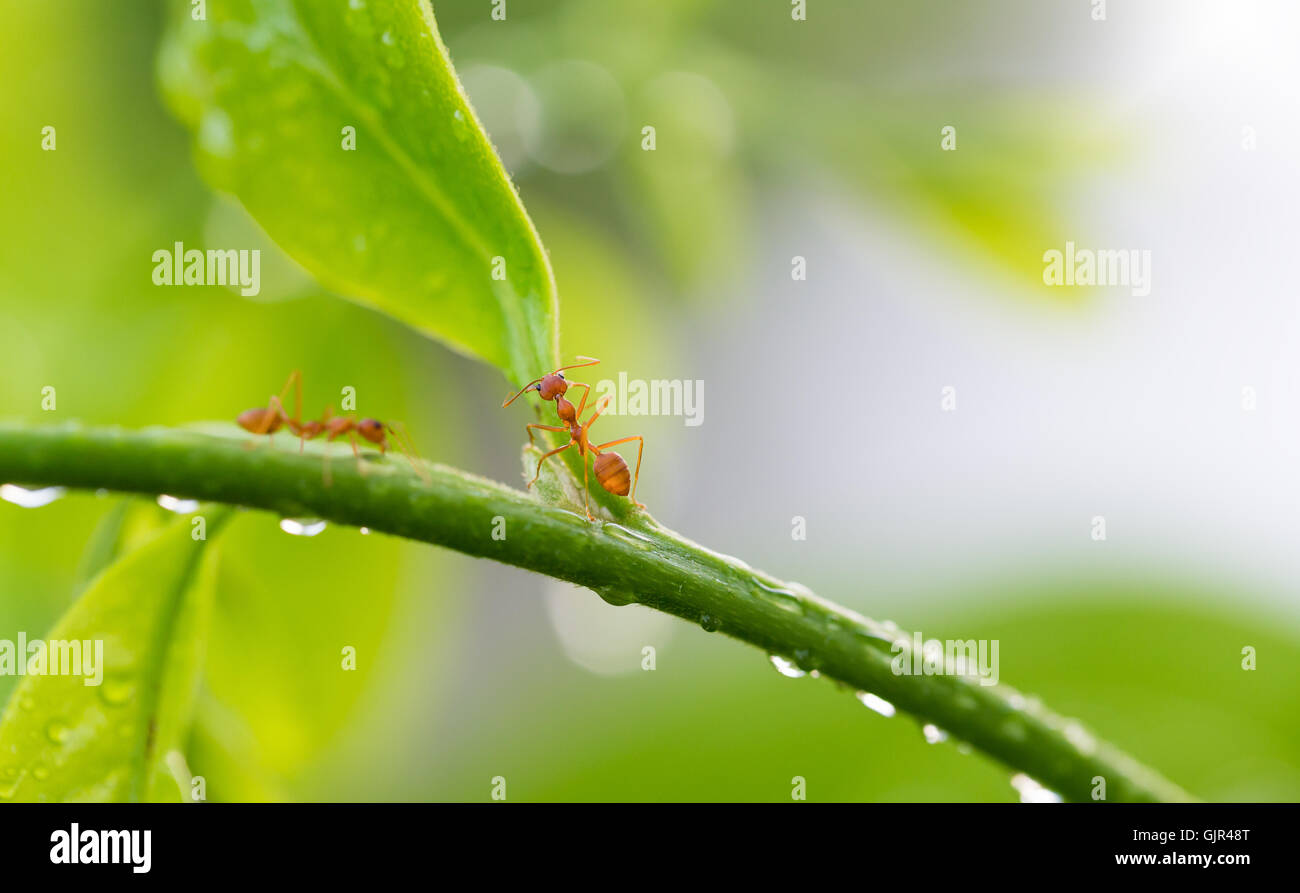 Petite escalade ant sur feuille verte qui goutte de pluie humide de la direction générale avec l'arrière-plan flou Banque D'Images