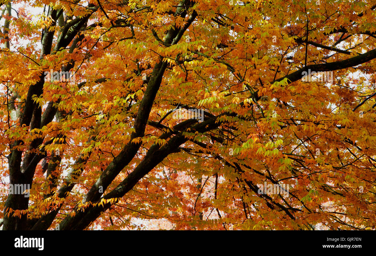 Feuilles d'orme branches sombres Banque D'Images