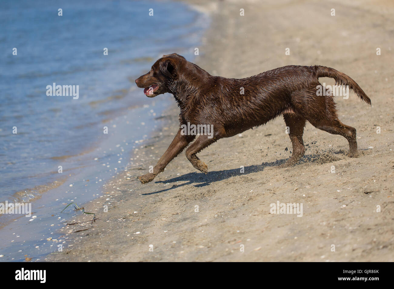 Laboratoire de chocolat s'exécutant sur la plage Banque D'Images