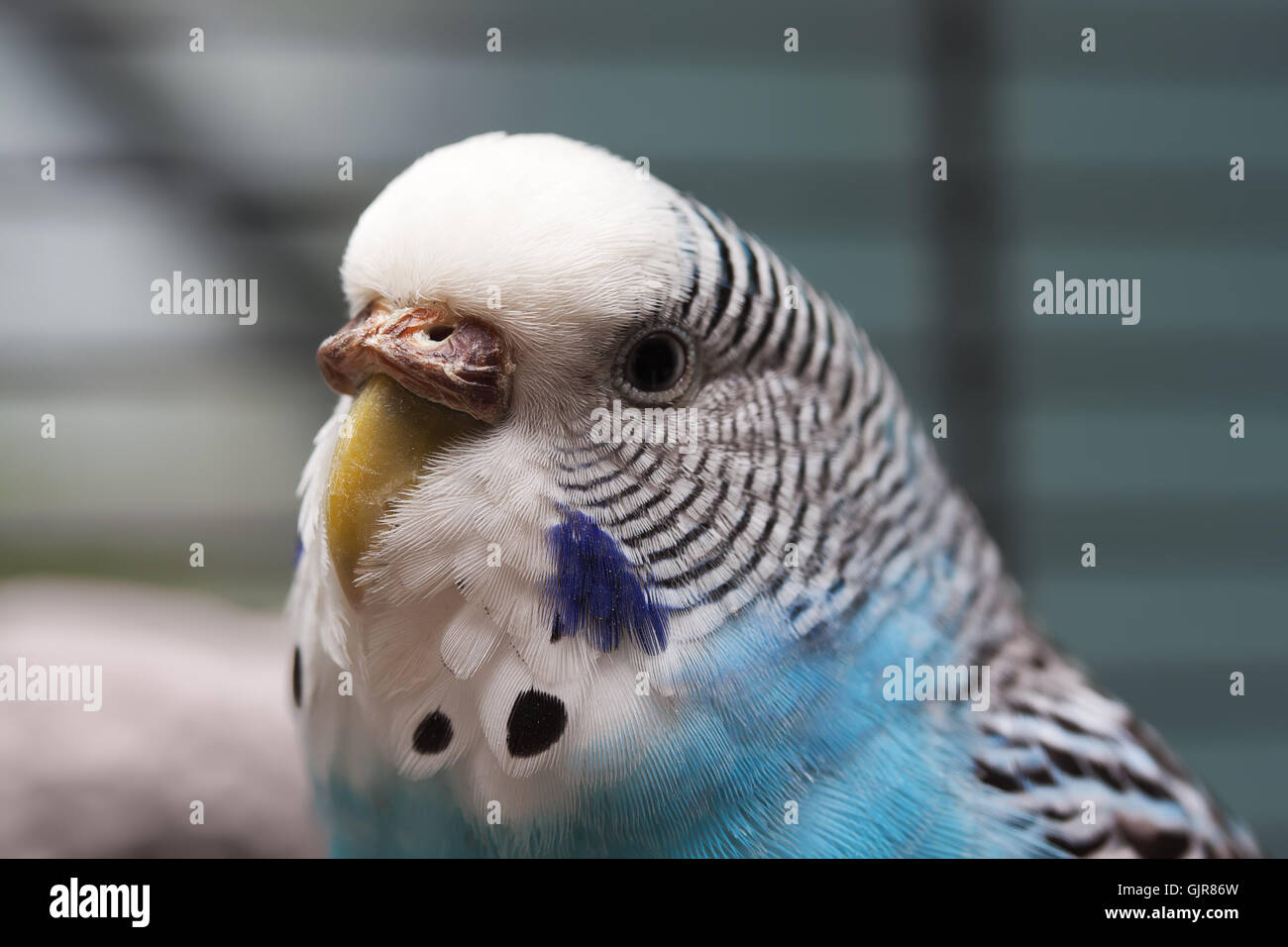 Australian Perroquet Bleu macro 1 Banque D'Images