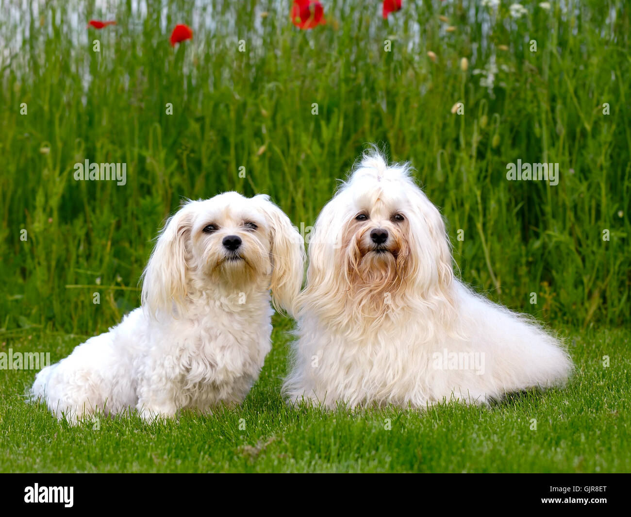 Deux Bichon Havanais chiens Banque D'Images