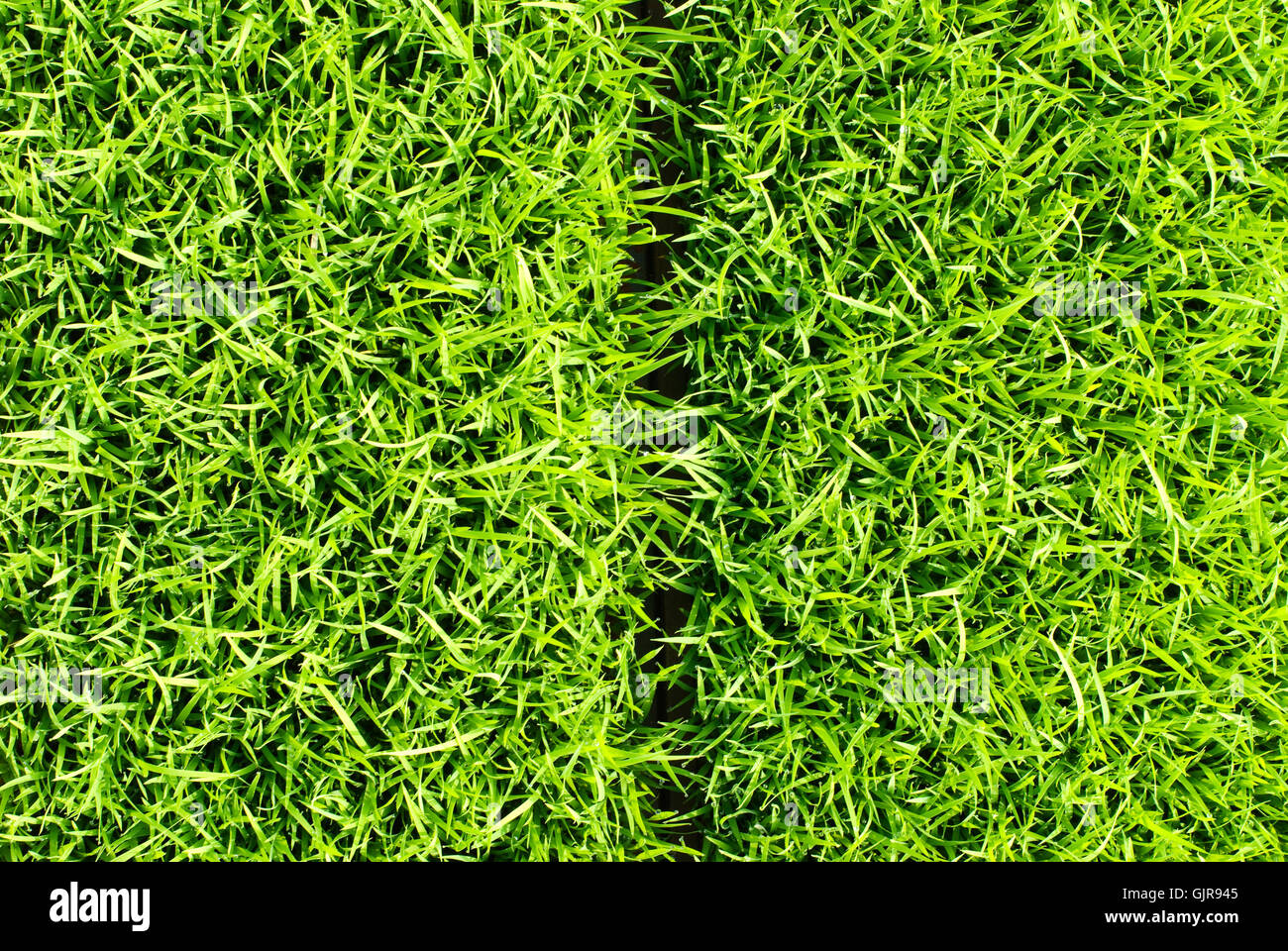 L'herbe fraîche et douce séparés square Banque D'Images