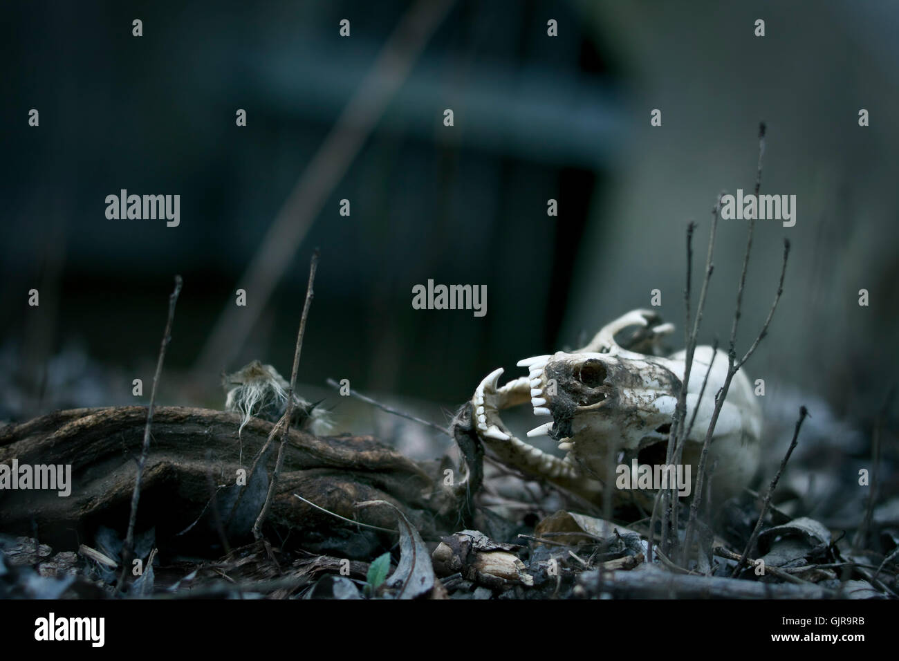 Animal mort Banque D'Images