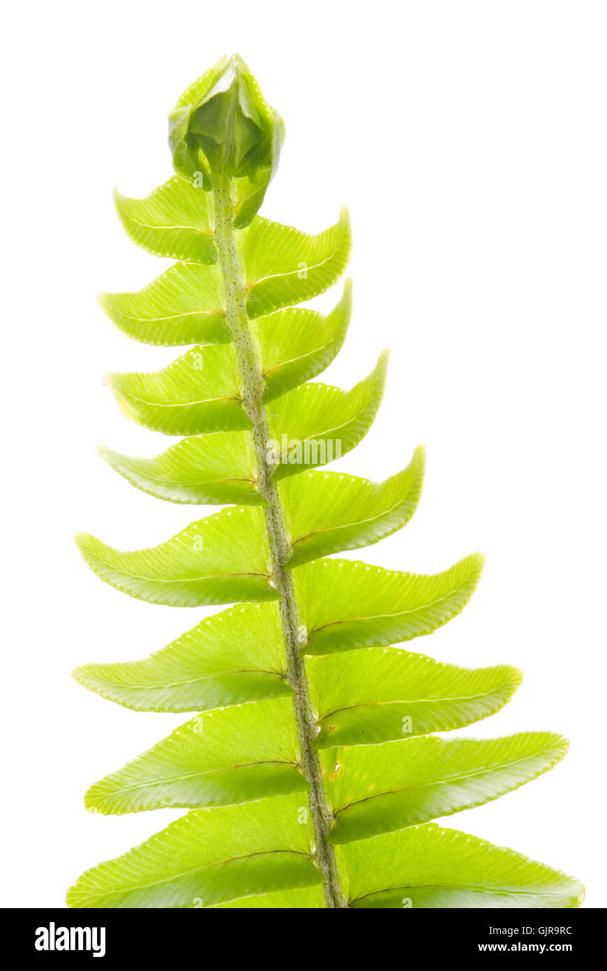 Nouvelle feuille de frais, concept vert, Banque D'Images