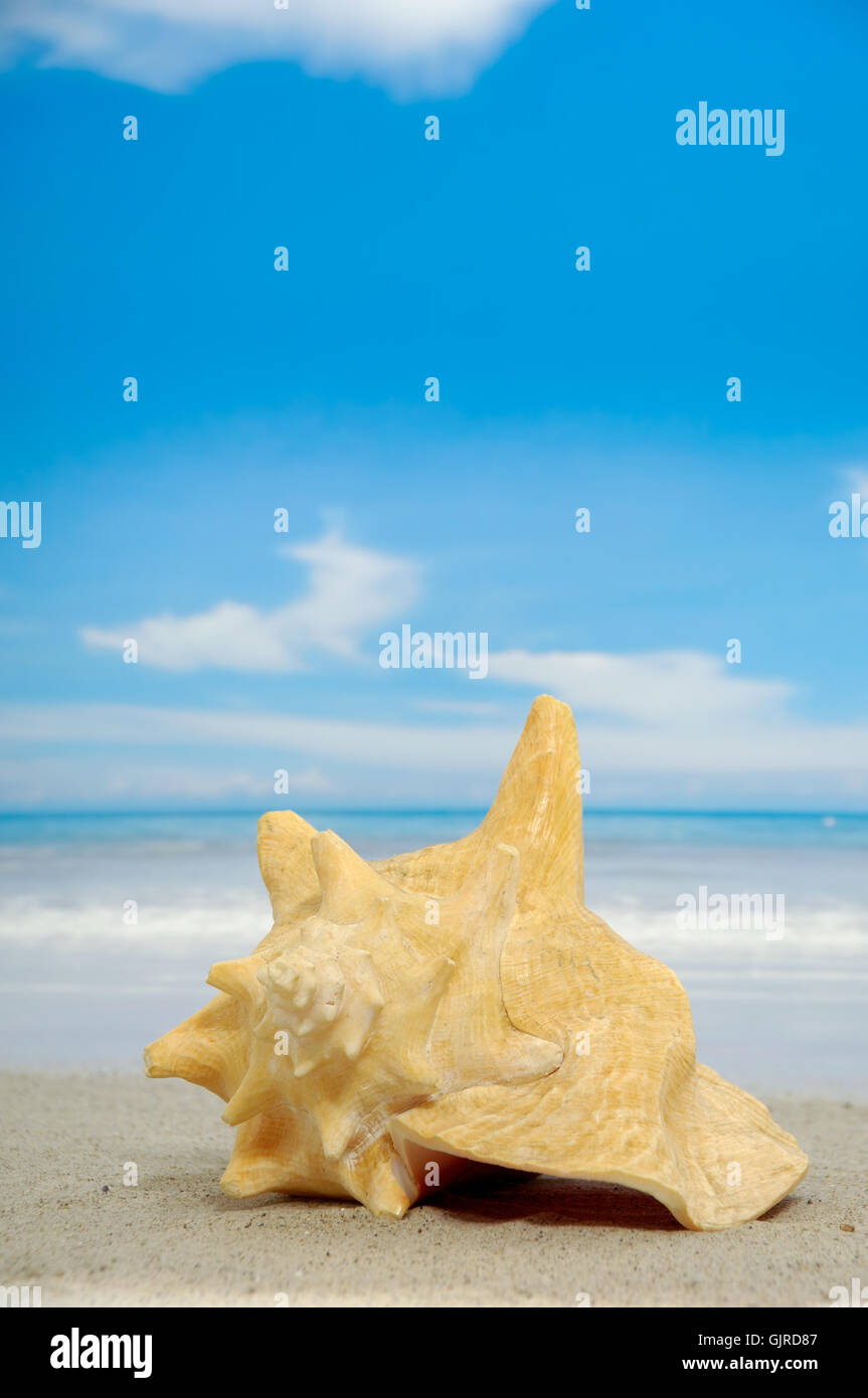 Conque sur la plage Banque D'Images