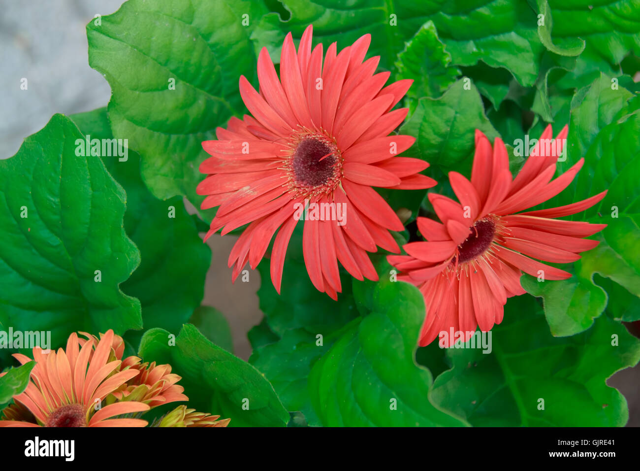 Des fleurs fraîches, rose, orange Banque D'Images