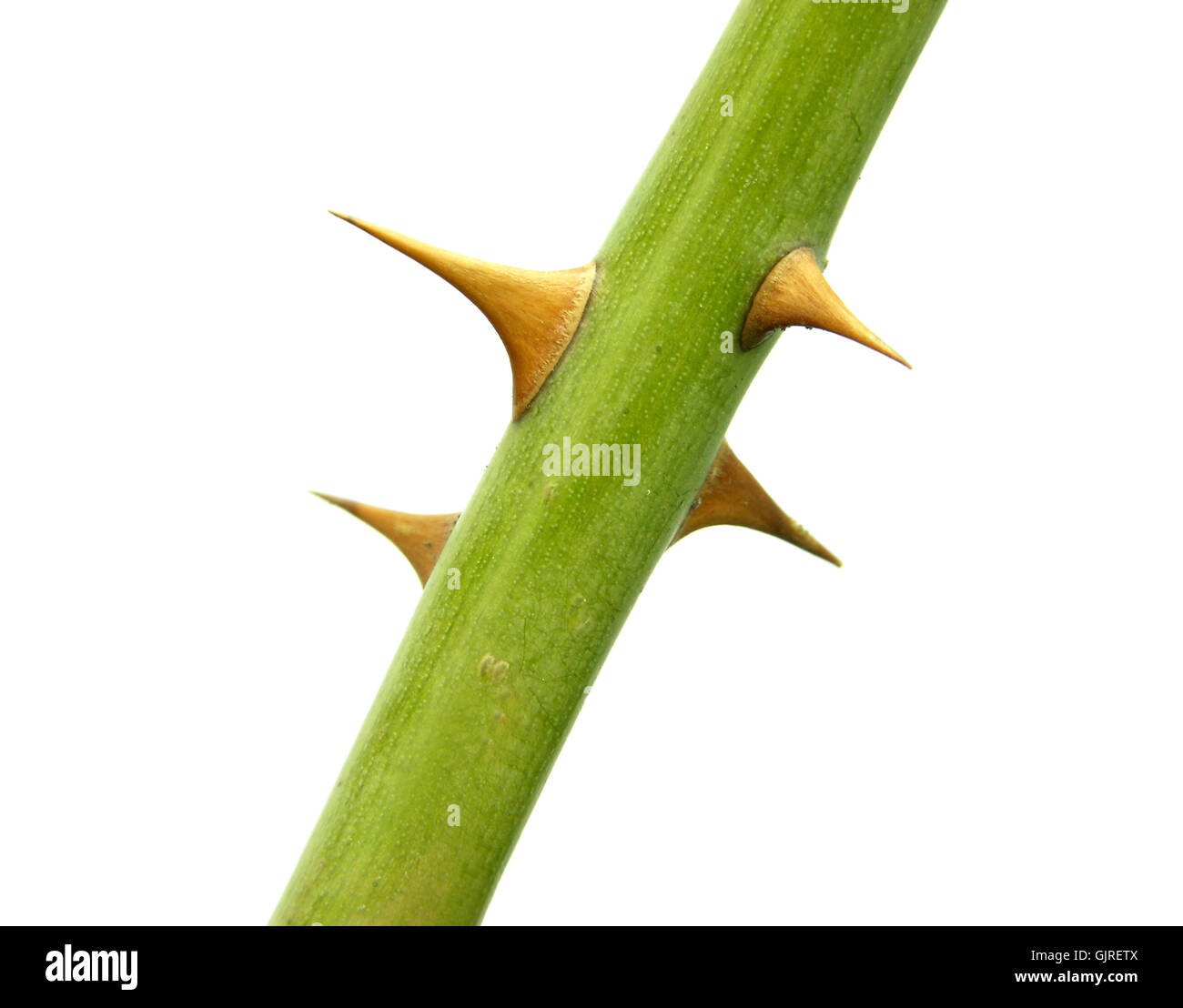 Section d'une tige florale d'épines Banque D'Images