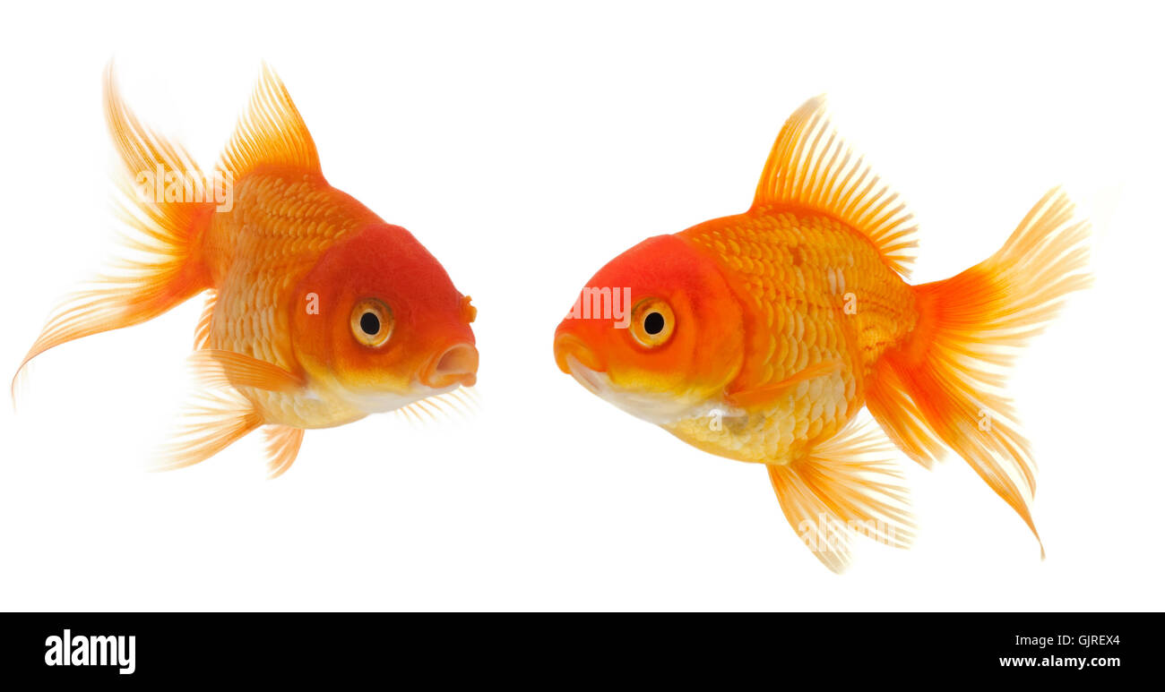 deux poissons rouges Banque D'Images