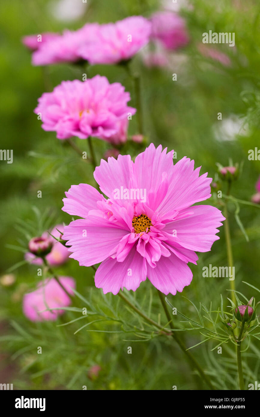 Cosmos bipinnatus "double cliquez sur Série Rose Bonbon' fleurs. Banque D'Images