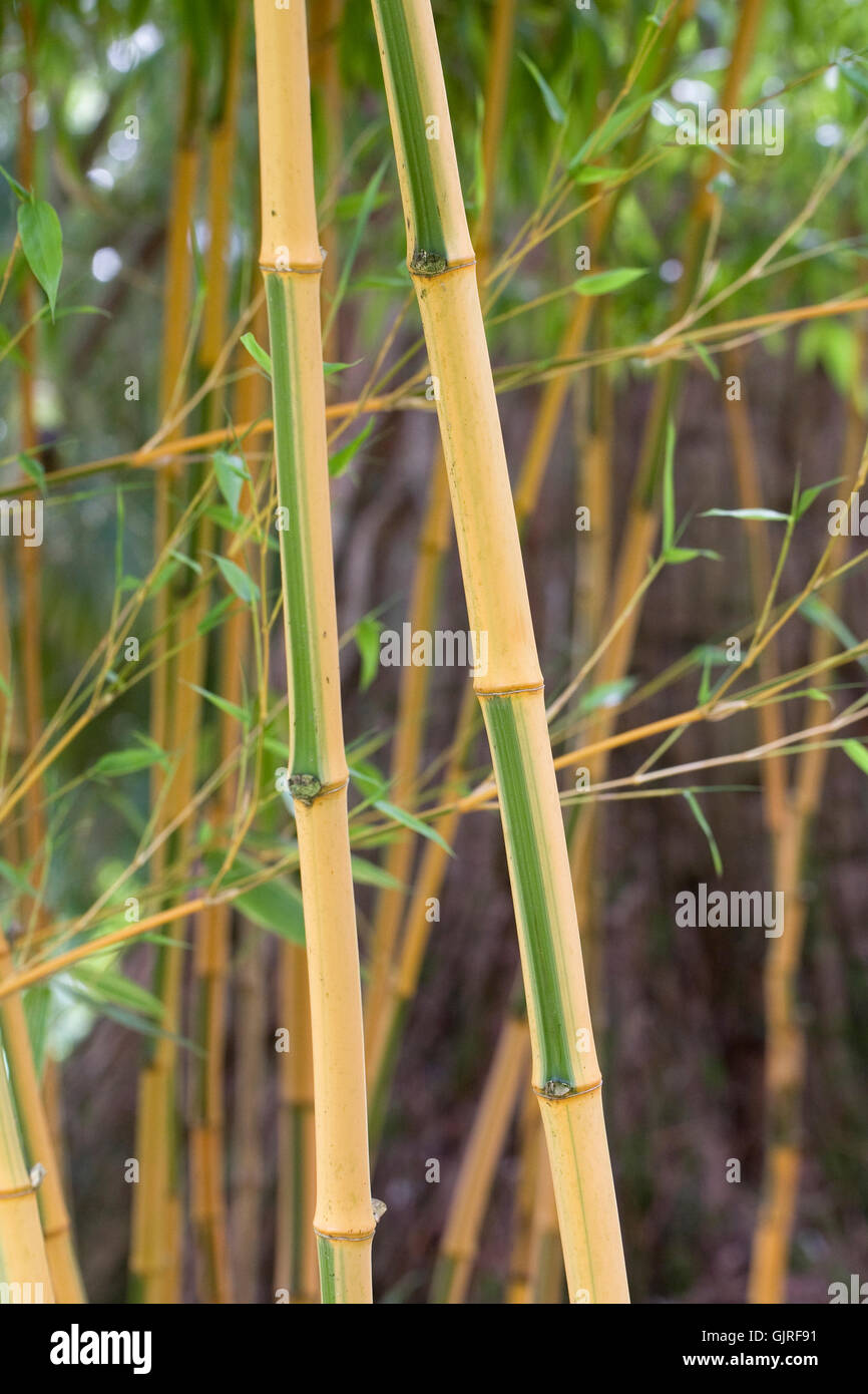 Phyllostachys bambusoides 'Castilonsis» vient au printemps. Banque D'Images