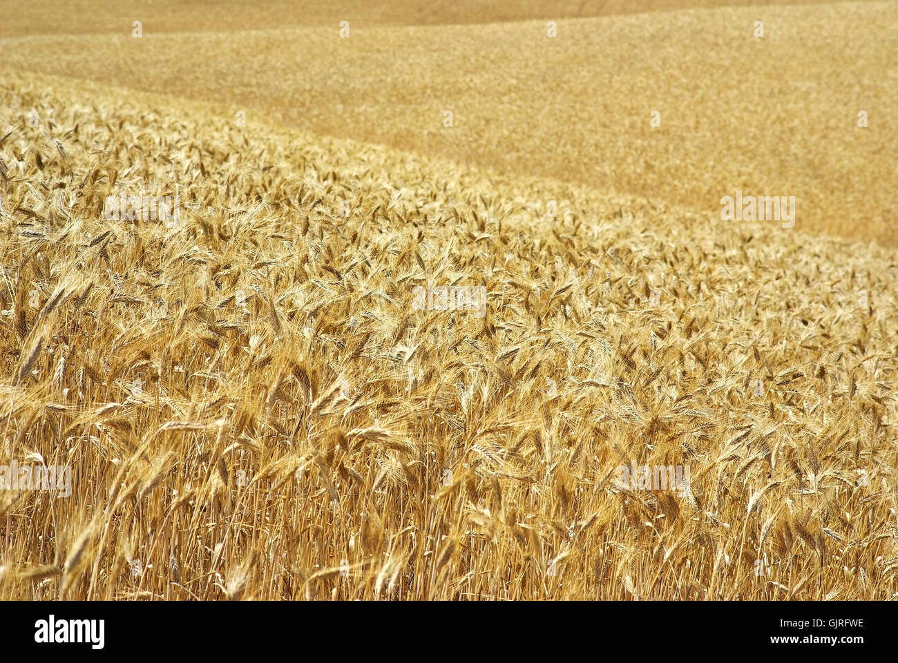 Agriculture L'agriculture du blé Banque D'Images