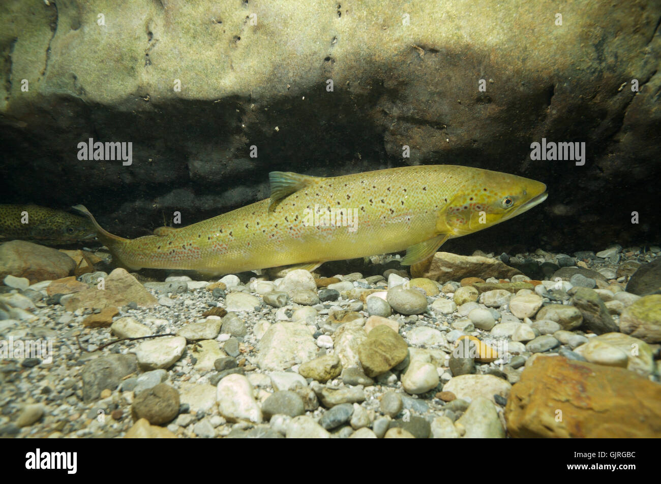 La pêche au saumon de l'angle Banque D'Images