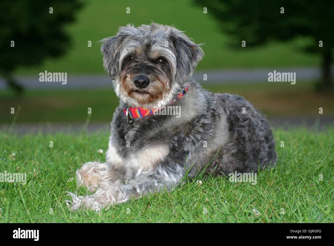 caniche animaux chien Banque D'Images