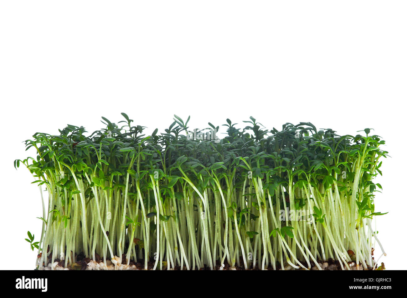 Aliment alimentaire Herbes culinaires Banque D'Images