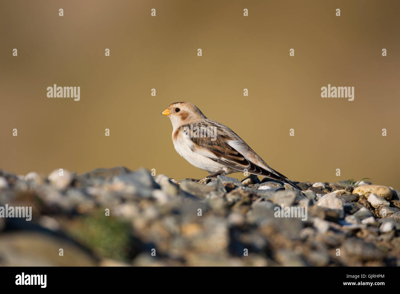 Bruant des neiges, Plectrophenax nivalis Homme célibataire en hiver ; Cornwall UK Banque D'Images