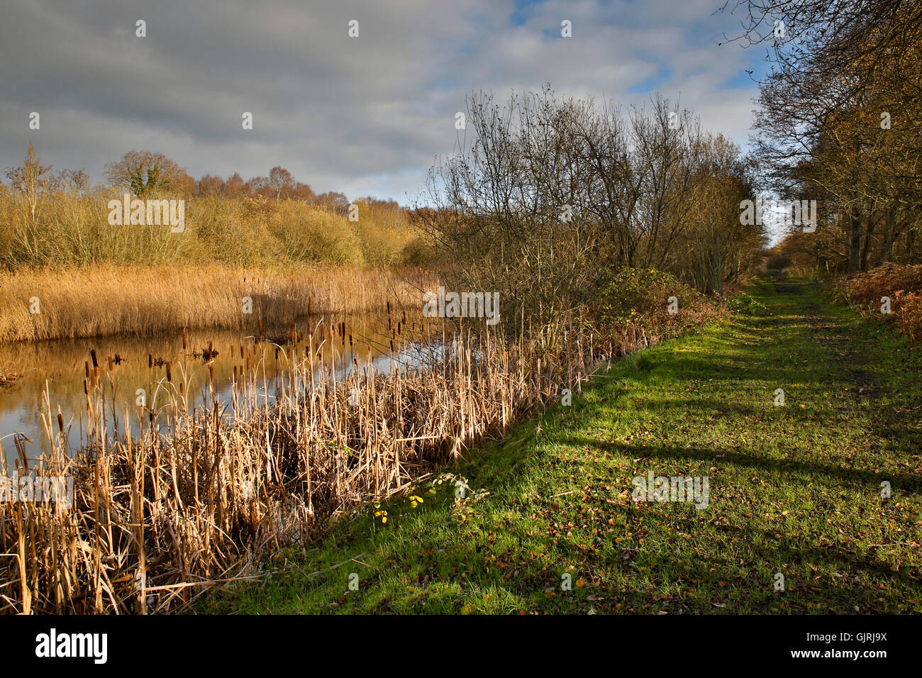 Westhay Moor Somerset Wildlife Trust, Royaume-Uni Banque D'Images