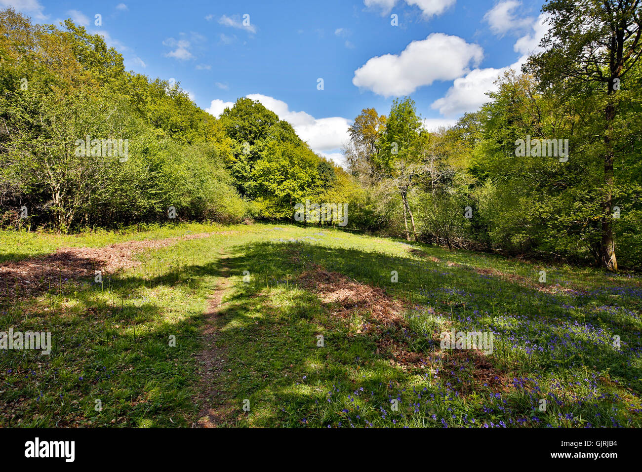 Les roches blanches ; Herefordshire Wildlife Trust Réserver ; UK Banque D'Images