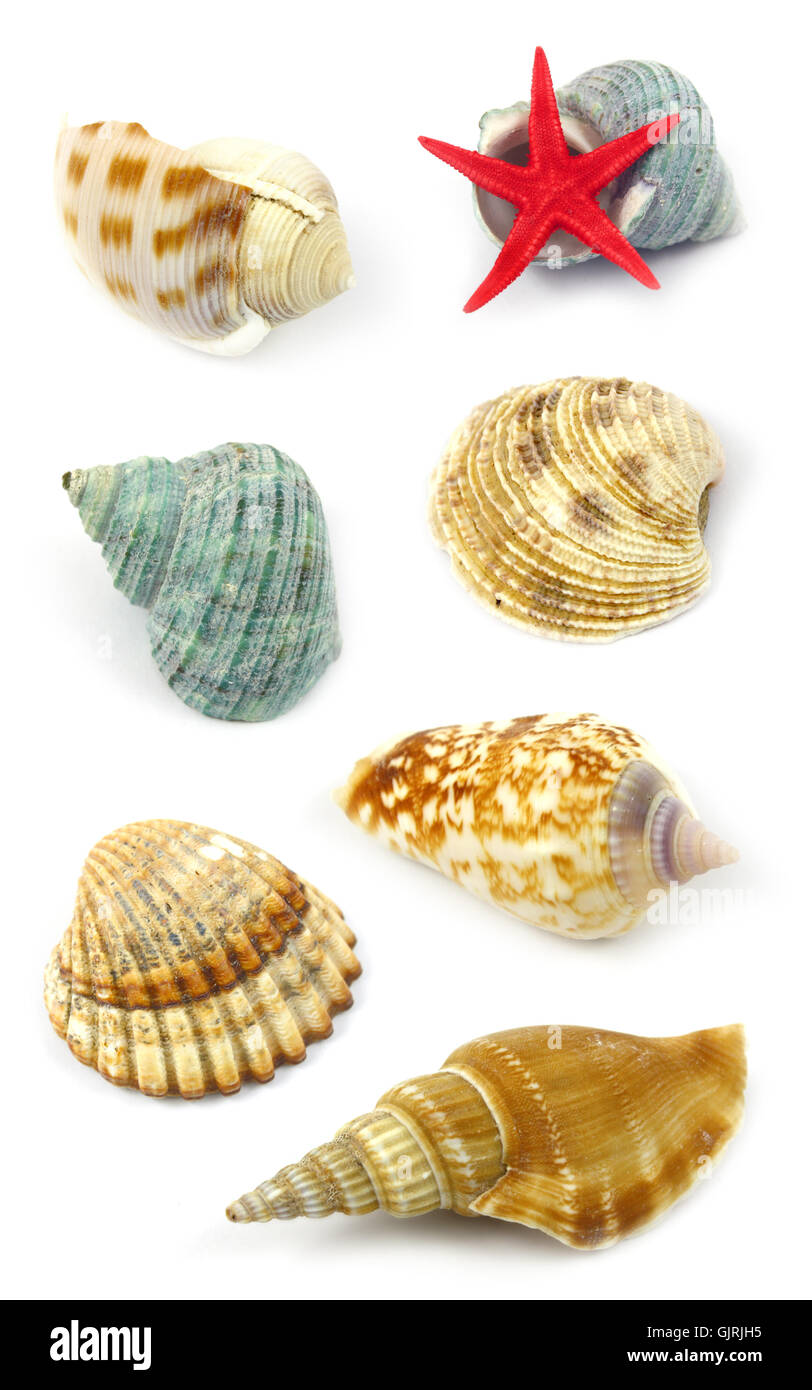 Coquillages shell animaux Banque D'Images