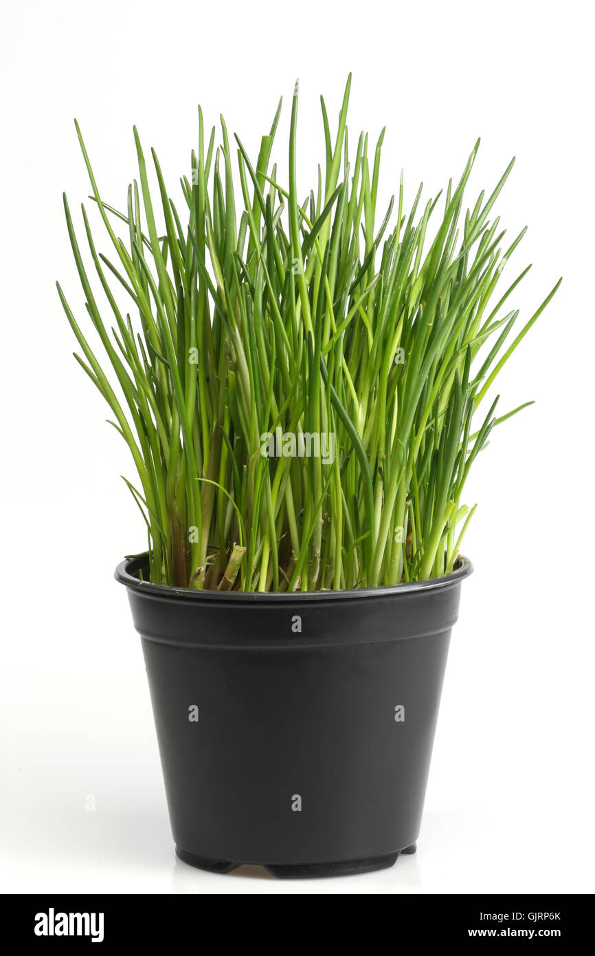 Ciboulette ciboulette herbes culinaires Banque D'Images