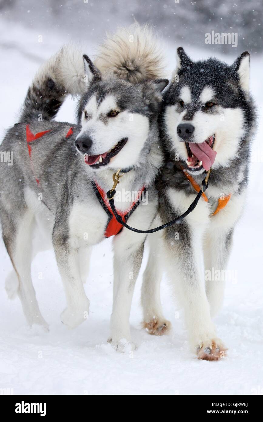 chien harnais fourrure Banque D'Images