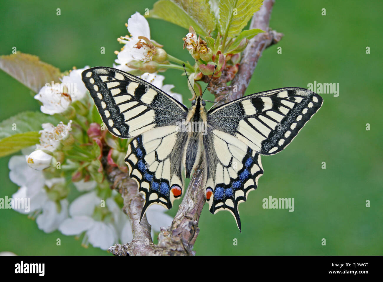 Famille swallowtail butterfly Banque D'Images