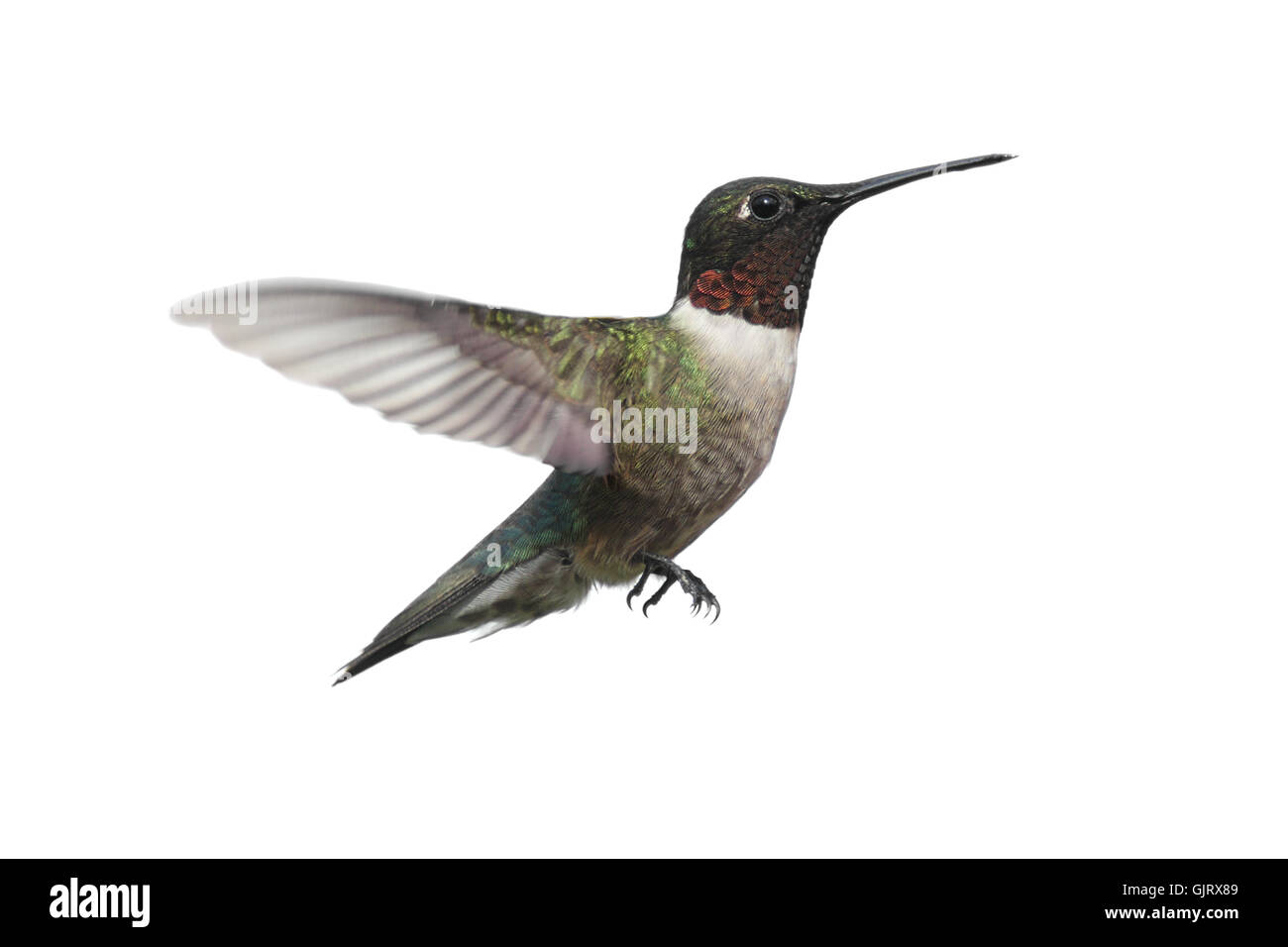 Les oiseaux sauvages isolés Banque D'Images