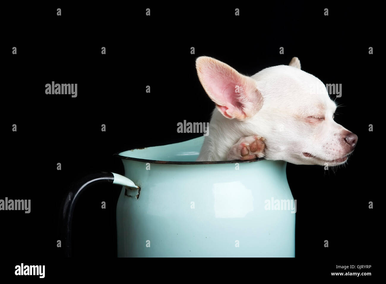 Rire rire rire Banque D'Images