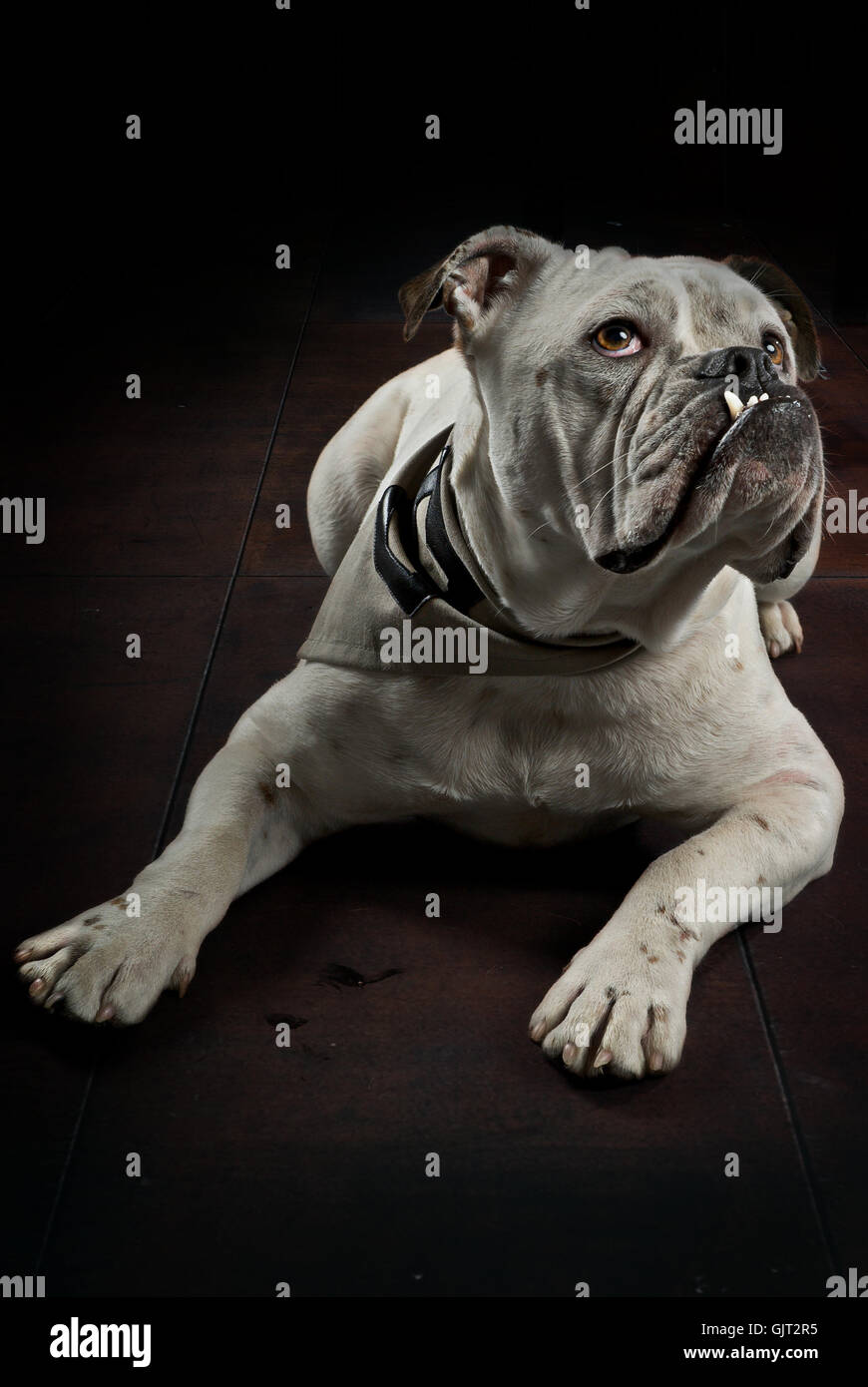 Französisch chien bulldog Banque D'Images