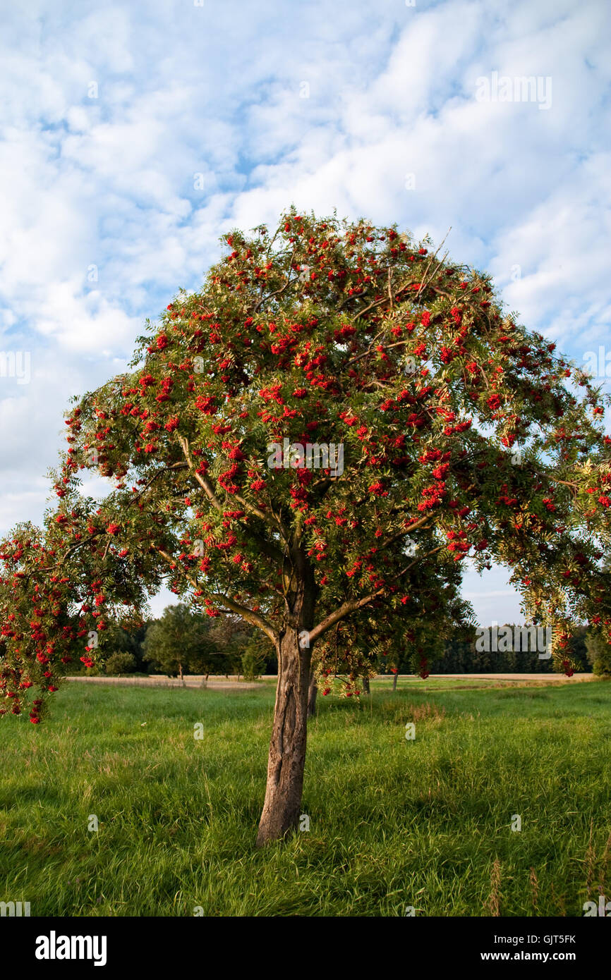 Rowan Rowan Tree arbre berry Banque D'Images
