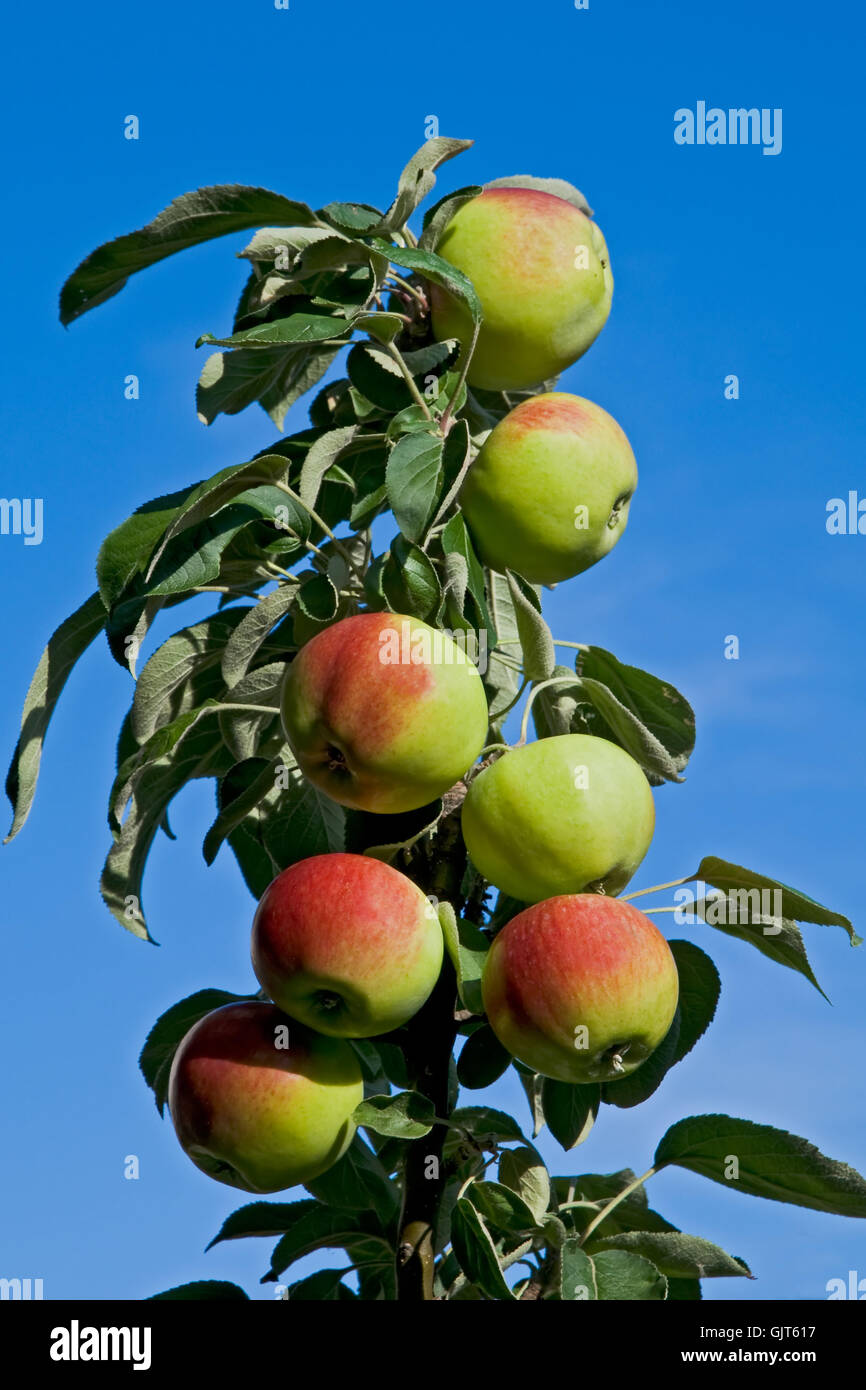 Apple tree green apples Banque D'Images